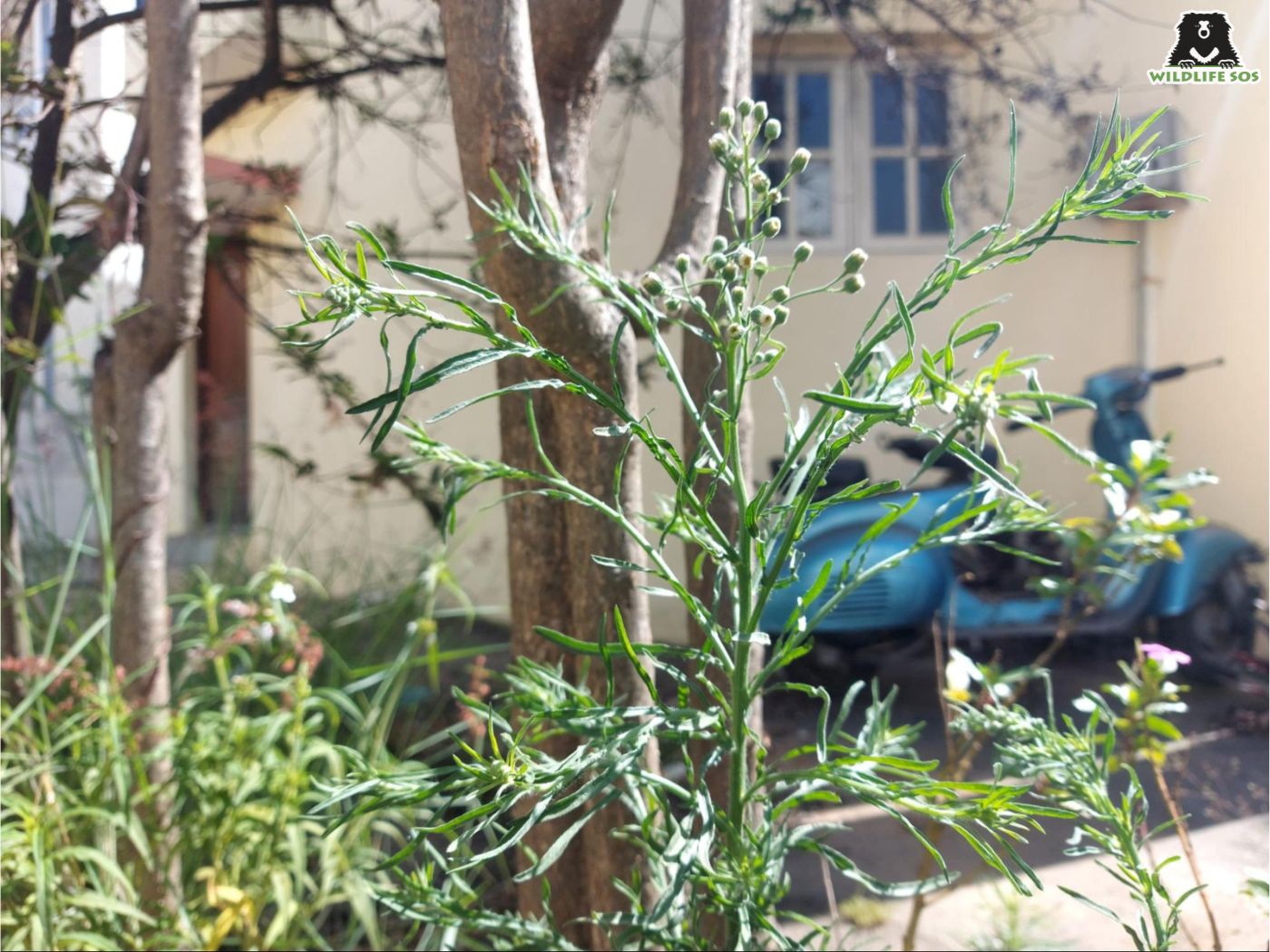 Parthenium hysterophorus