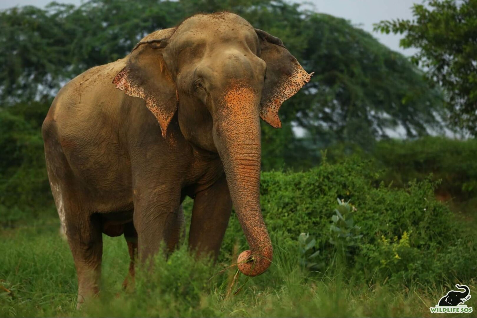 Raju during his walk at Elephant Hospital Campus