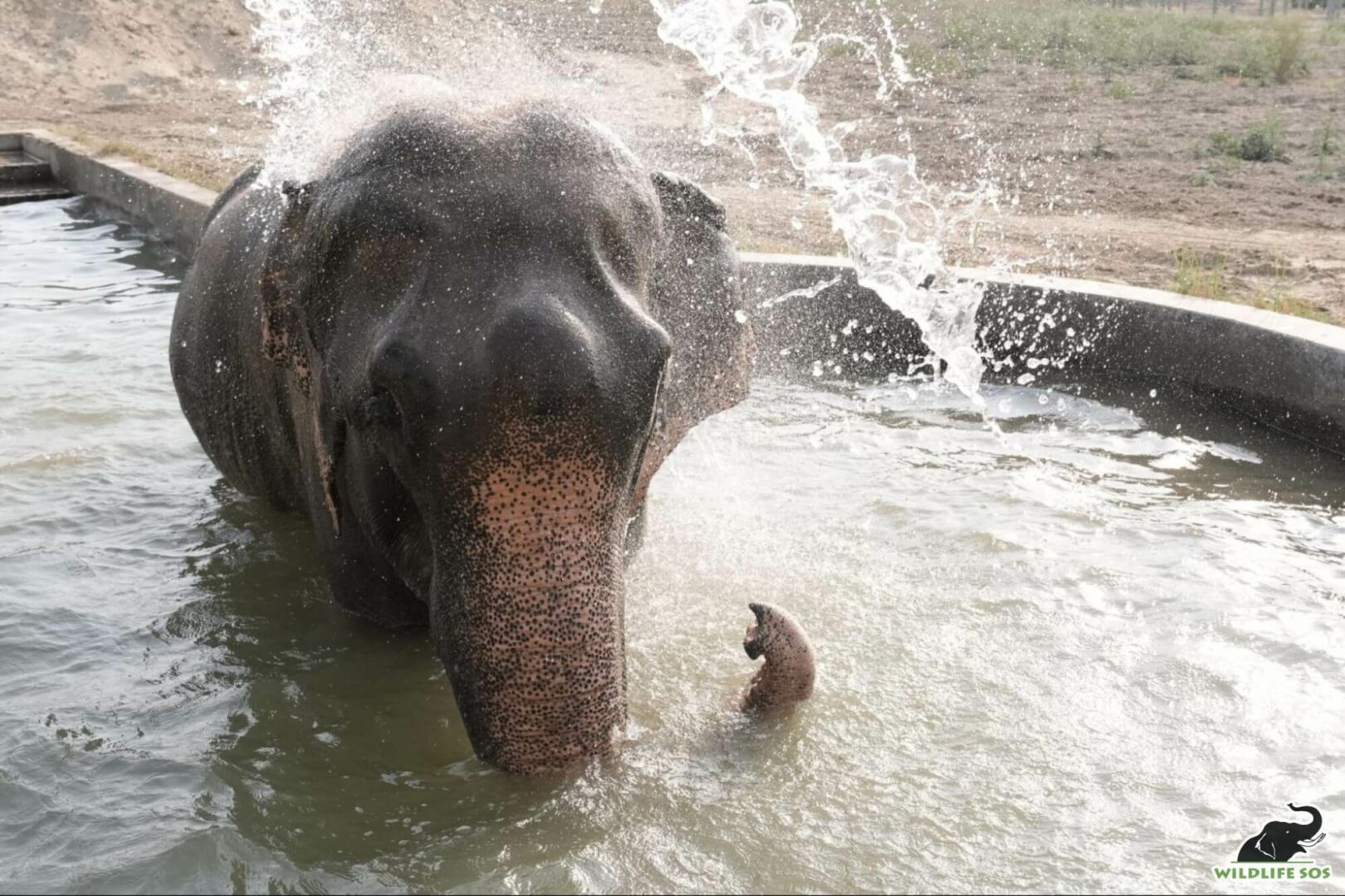 Raju in his enclosure pool