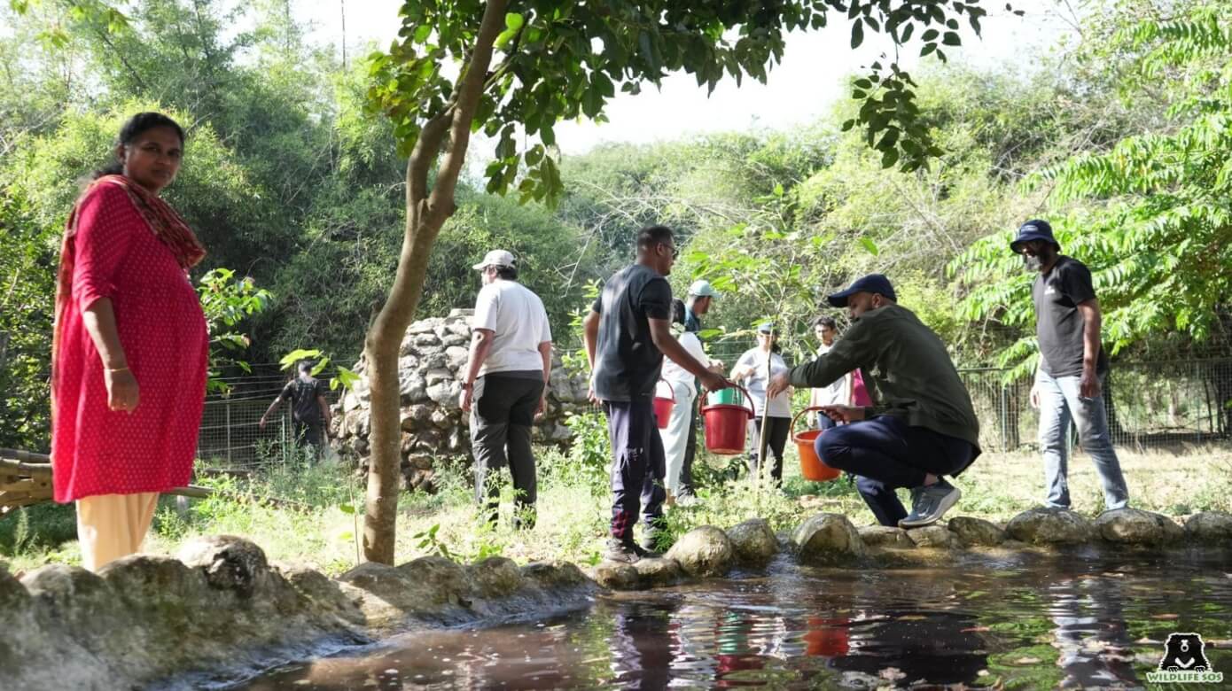 Pool cleaning at bear enclosures by Enable India Volunteers