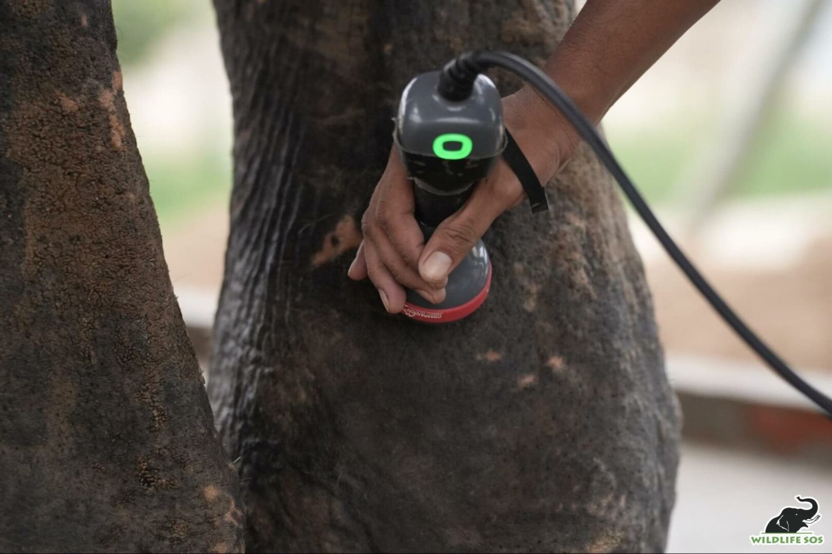 Raju during his checkups in Elephant Hospital Campus