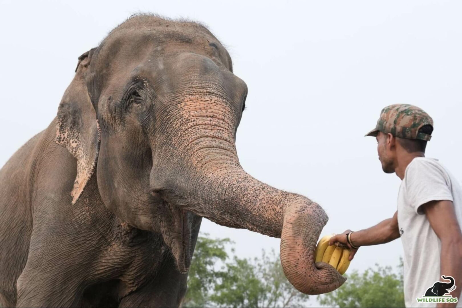 Raju at Wildlife SOS Elephant Hospital Campus