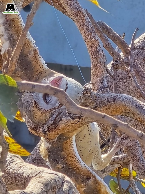 Owl cut by Manjha