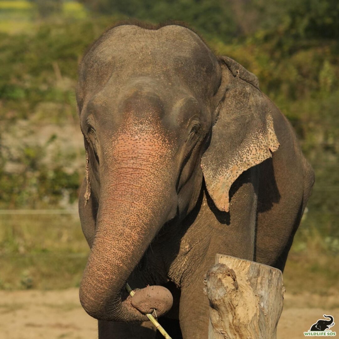 Raju rubbing his back with the stick