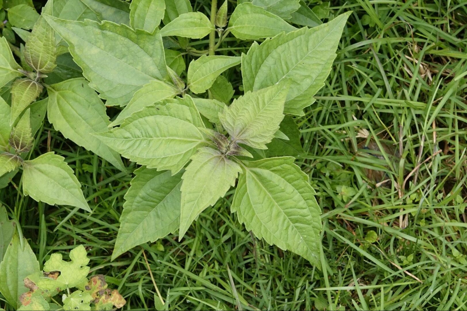 Chromolaena odorata plant