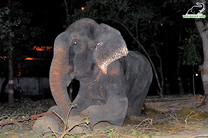 Raju during his rescue