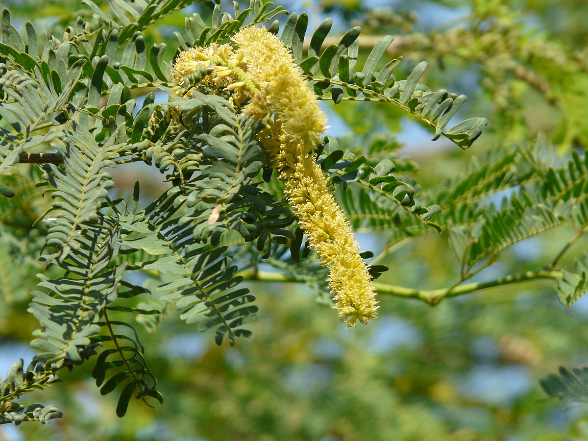 Prosopis juliflora