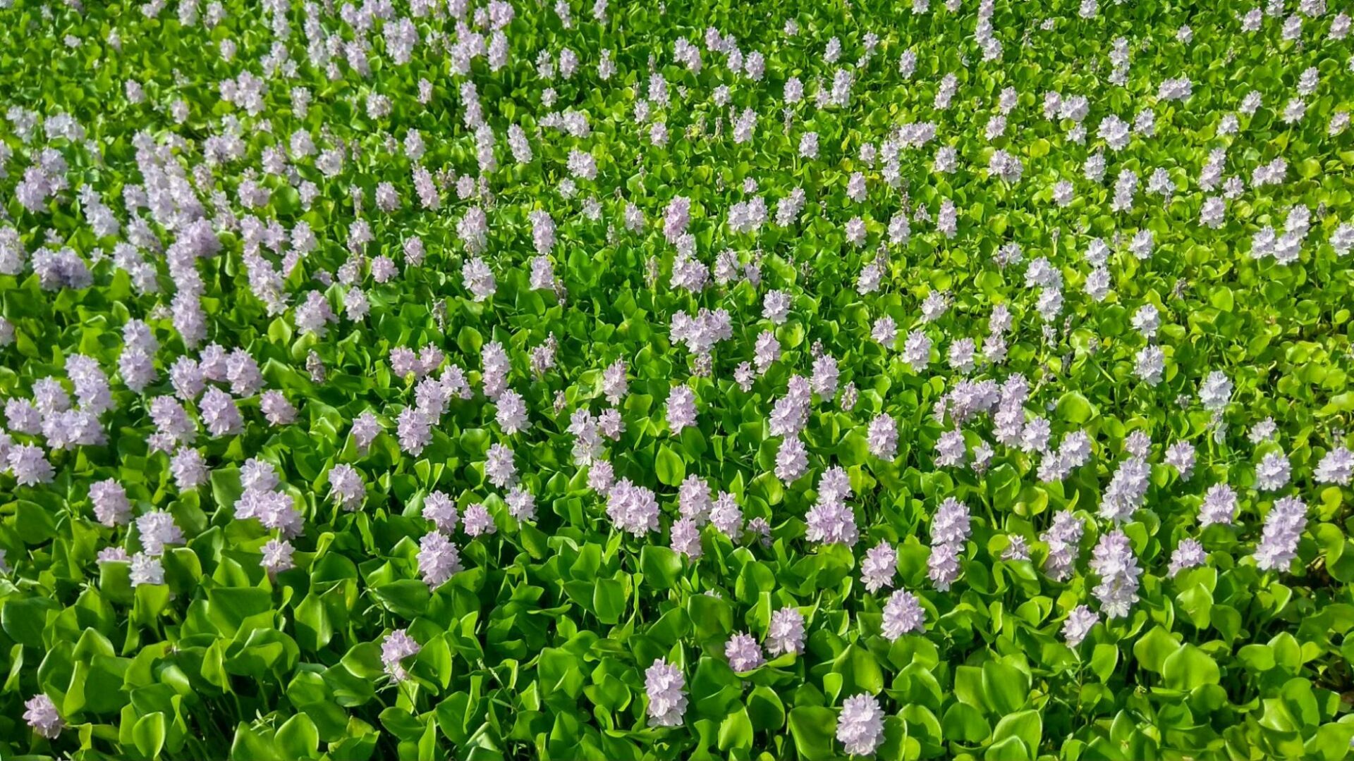 Water hyacinth