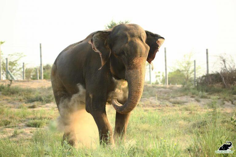 Raju cooling himself with dirt in Elephant Hospital Campus