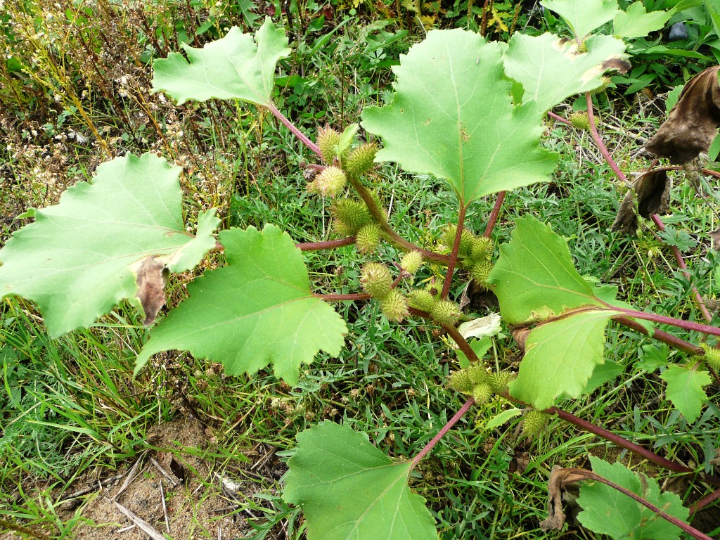  Xanthium strumarium L.