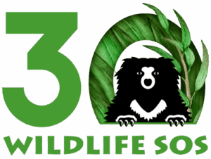 Wildlife Bear Conservation Efforts for Sloth Bears - Wildlife SOS