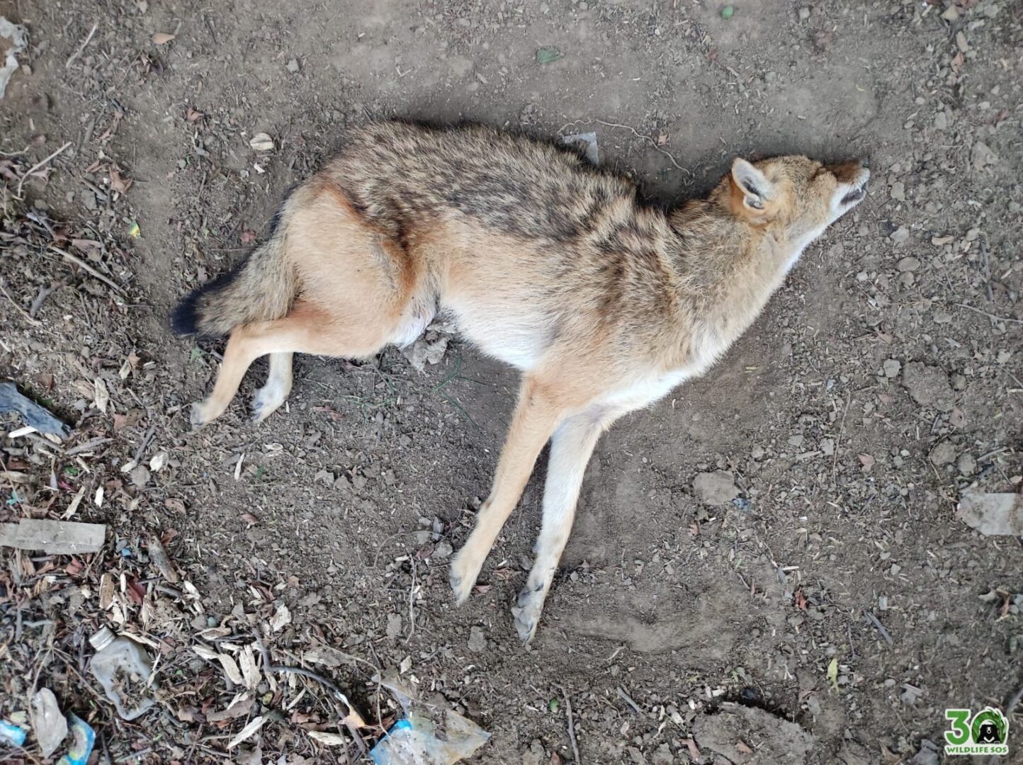 Picture of a Golden Jackal