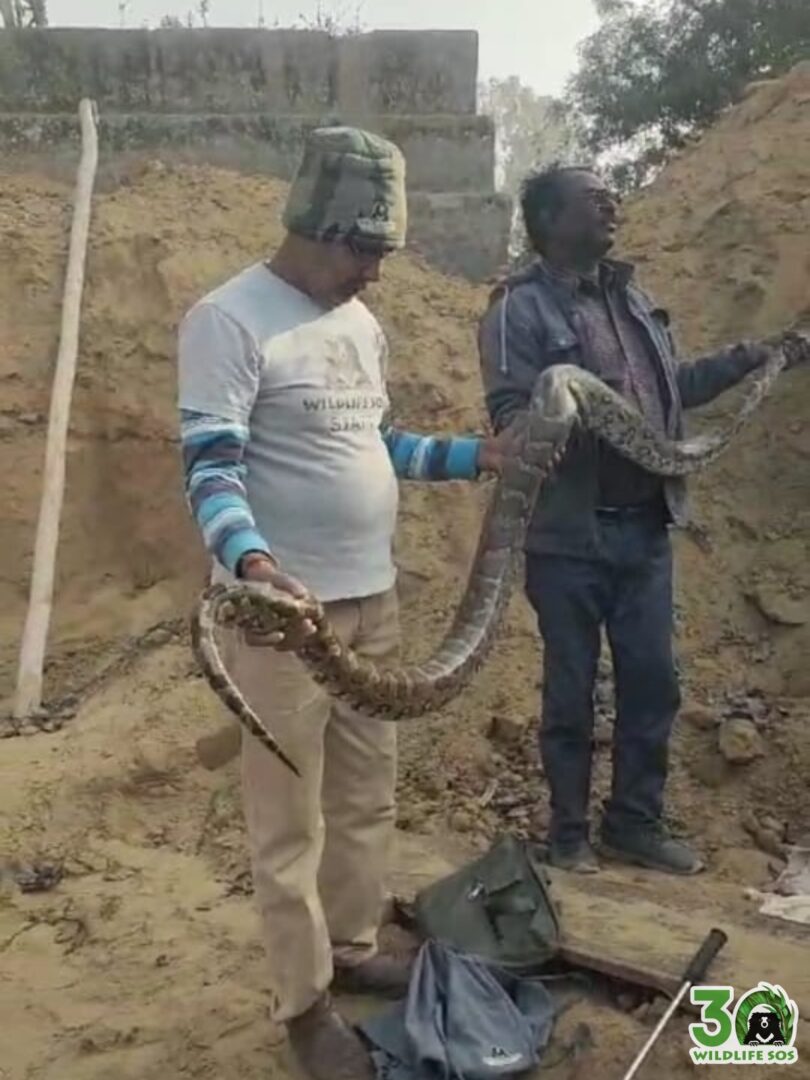 8 Foot long indian rock python