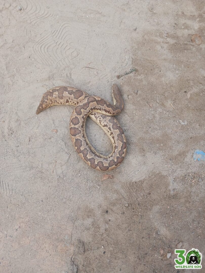 Picture of a common sand boa