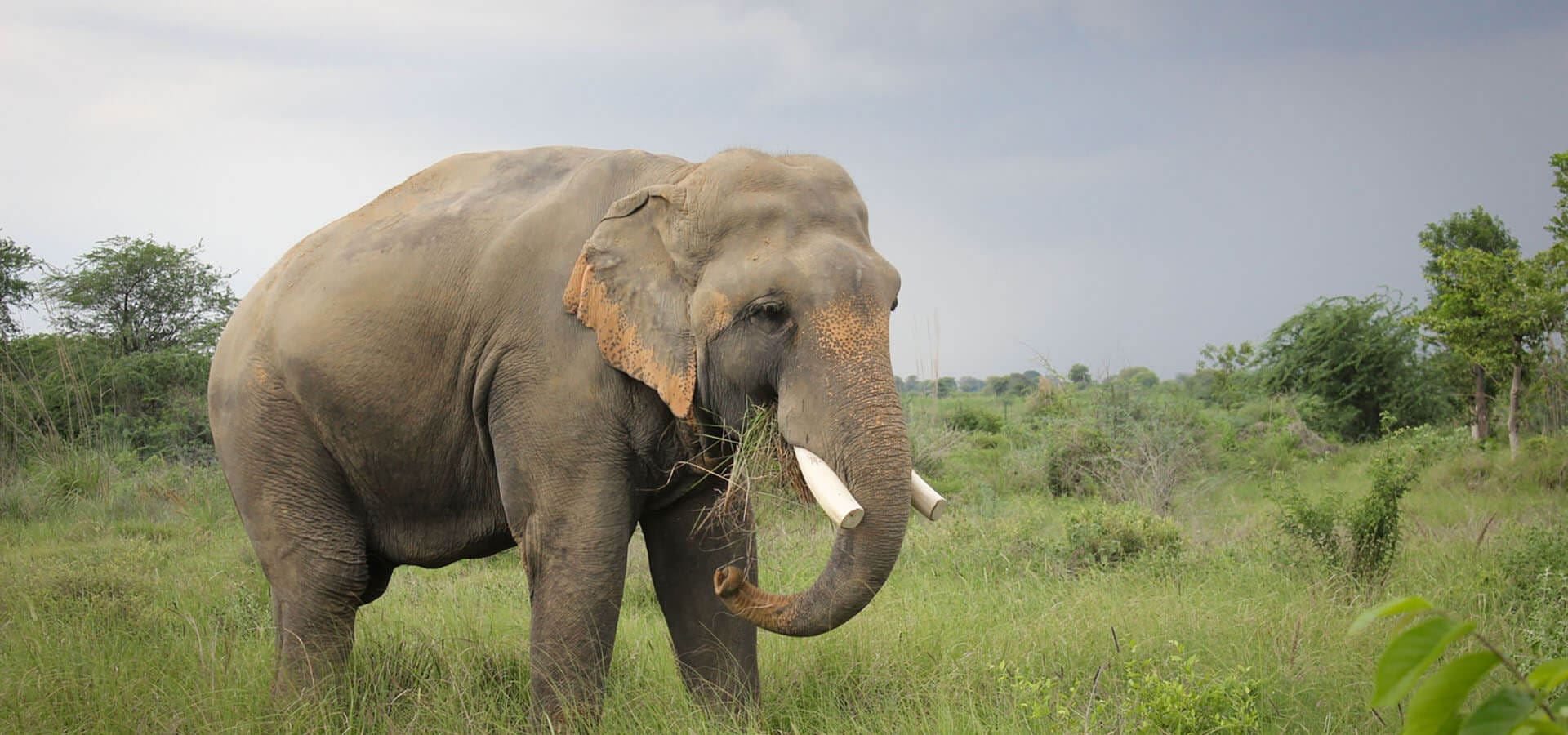 Wildlife SOS