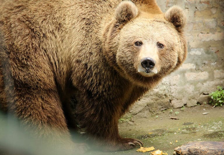Wildlife Bear Conservation Efforts for Sloth Bears - Wildlife SOS