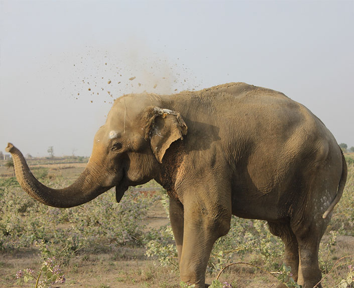 Bhola