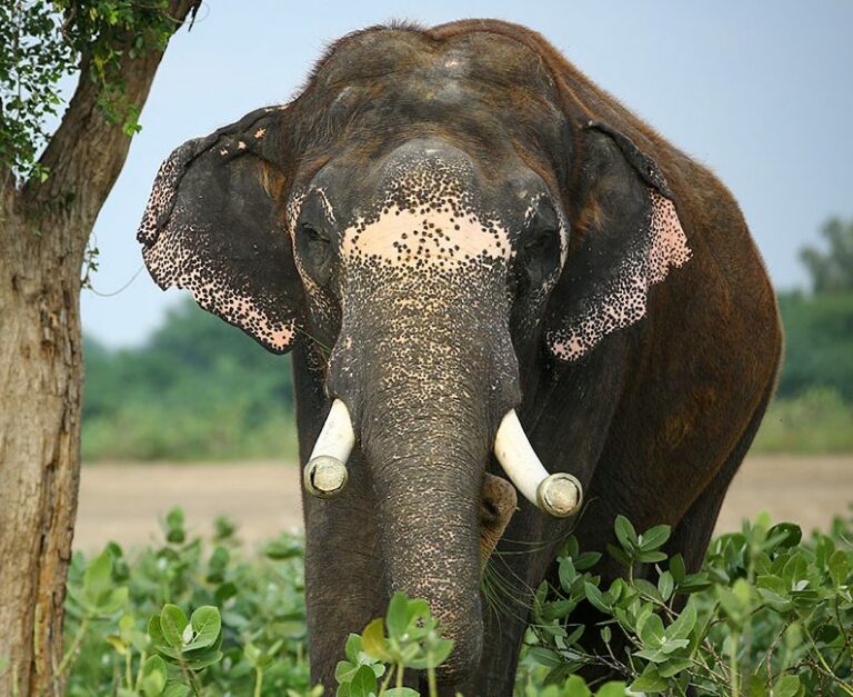 Rajesh