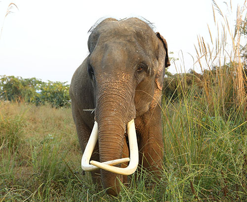 Ramu