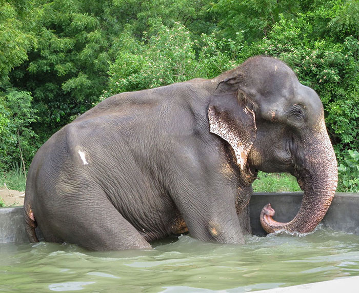 Raju
