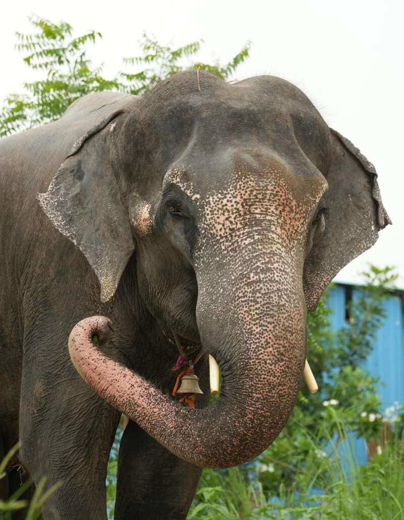 Harini