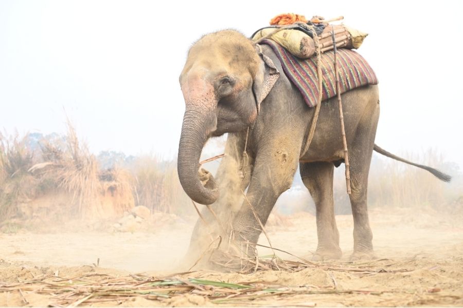 HELP RESCUE ALL OF INDIA’S BEGGING ELEPHANTS