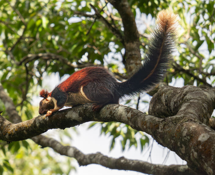 The Nilgiri Conservation Project