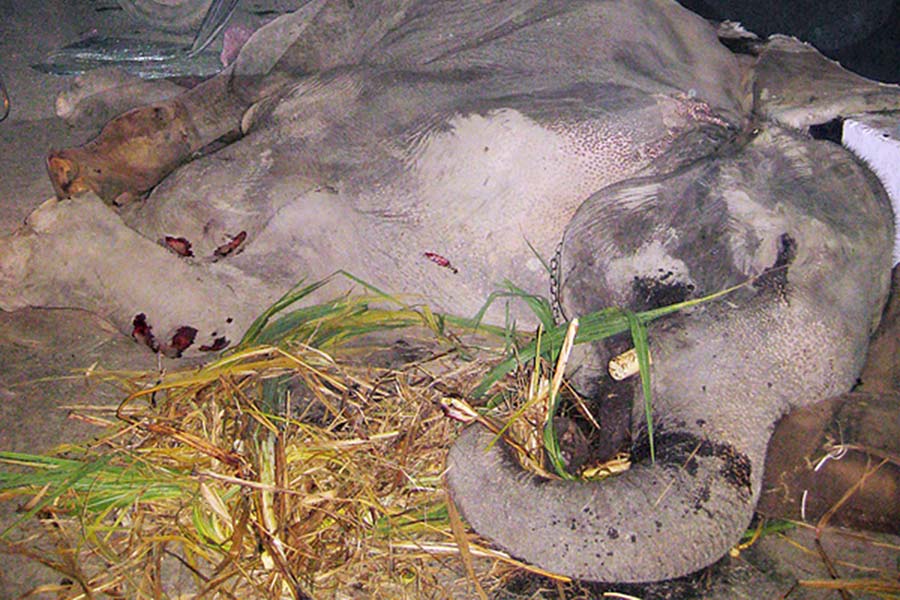Ban Elephants from India's busy highways