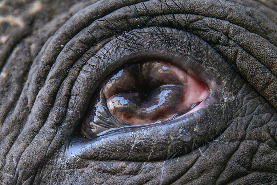 ACT now to retire all blind elephants!
