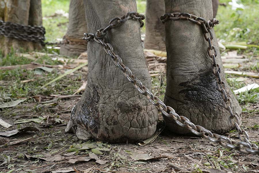 Demand an end to cruel elephant rides!
